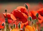 Wilder Mohn